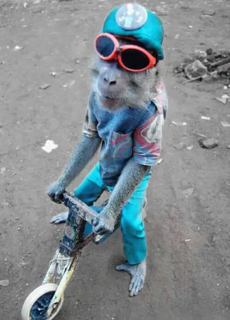 monos.jpg
