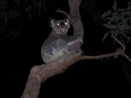 koalalowintree-oct06.jpg