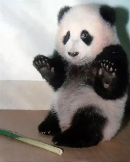 scarie-panda.jpg