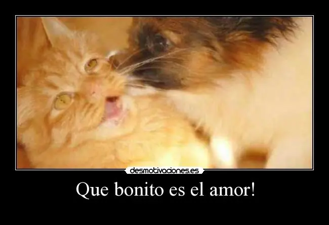 perrosygatos1.jpg