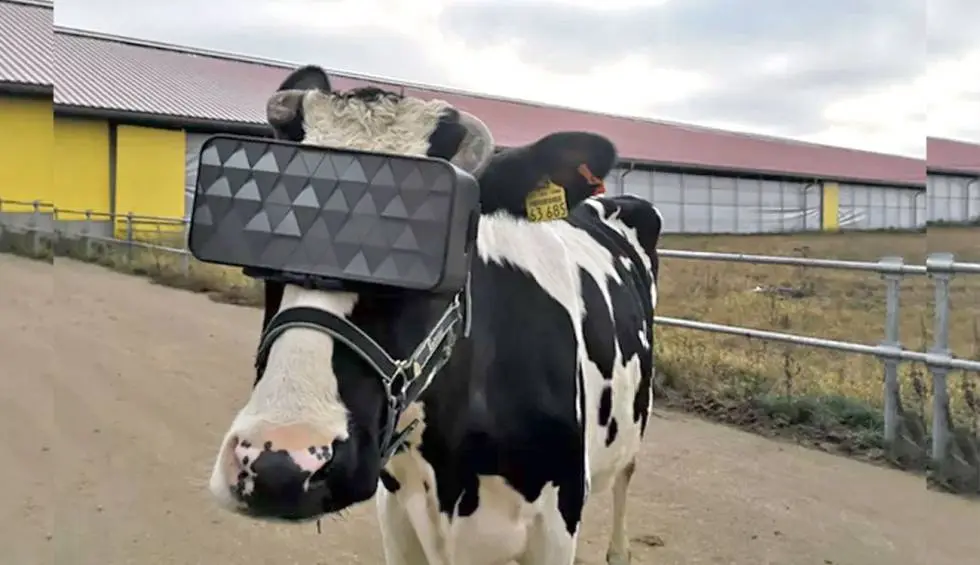 vacas-realidad-virtual.jpg