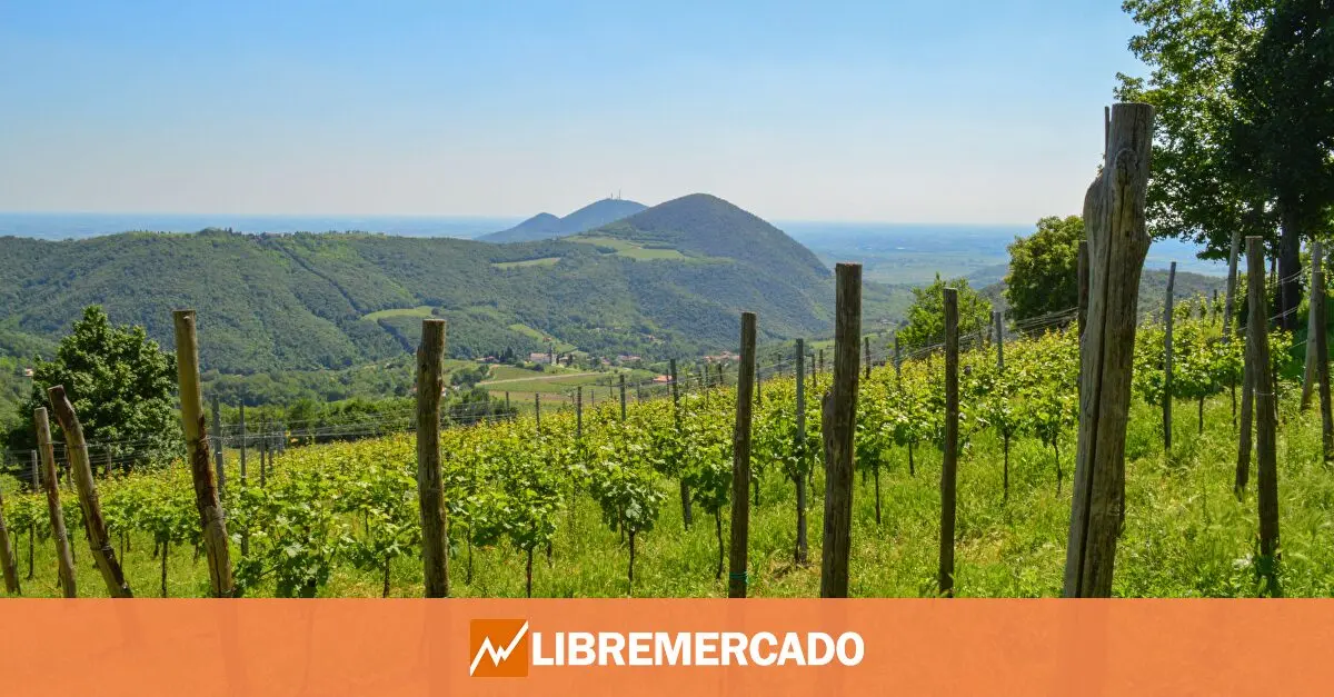 www.libremercado.com
