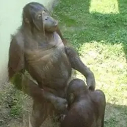 monos.jpg