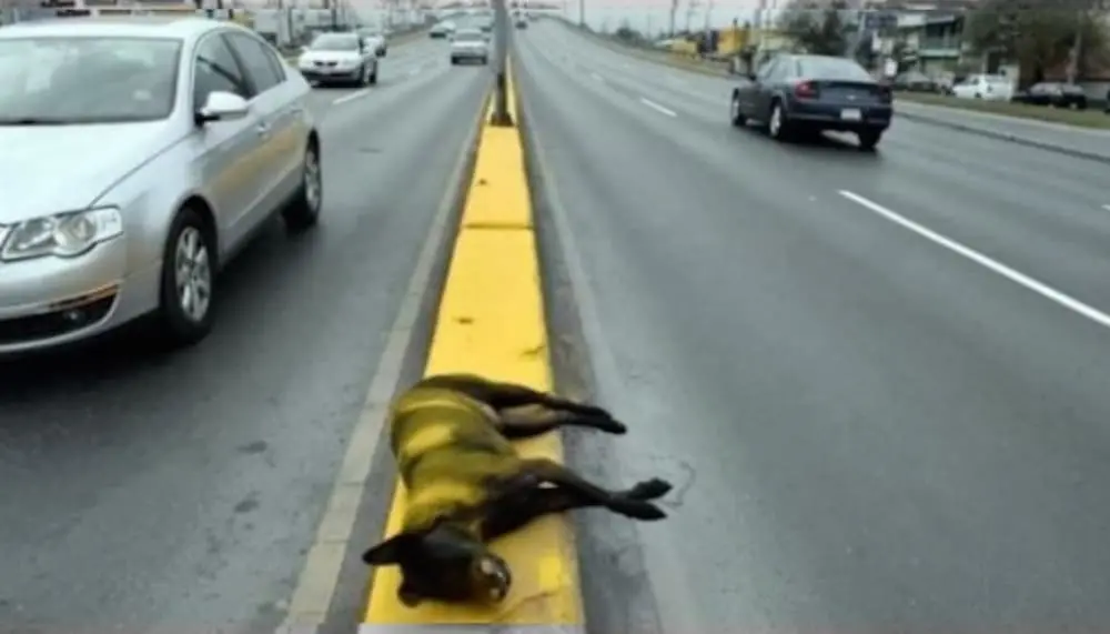 Dead-Dog-Painted-Over-.jpg