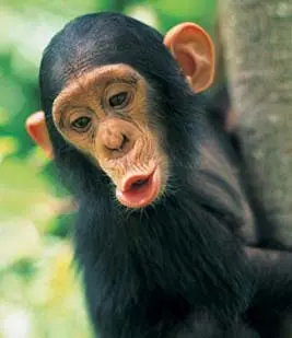 chimpance4.jpg