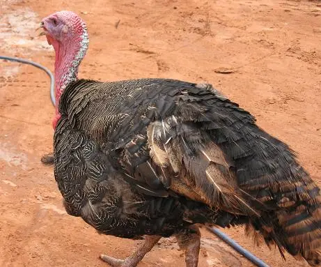 pavo.jpg