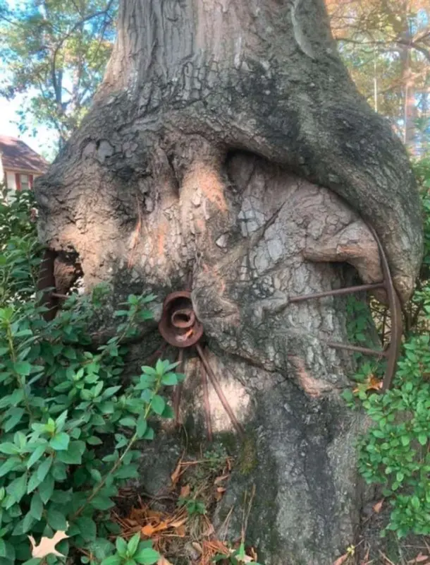 arboles-come-cosas-9-768x1007.jpg