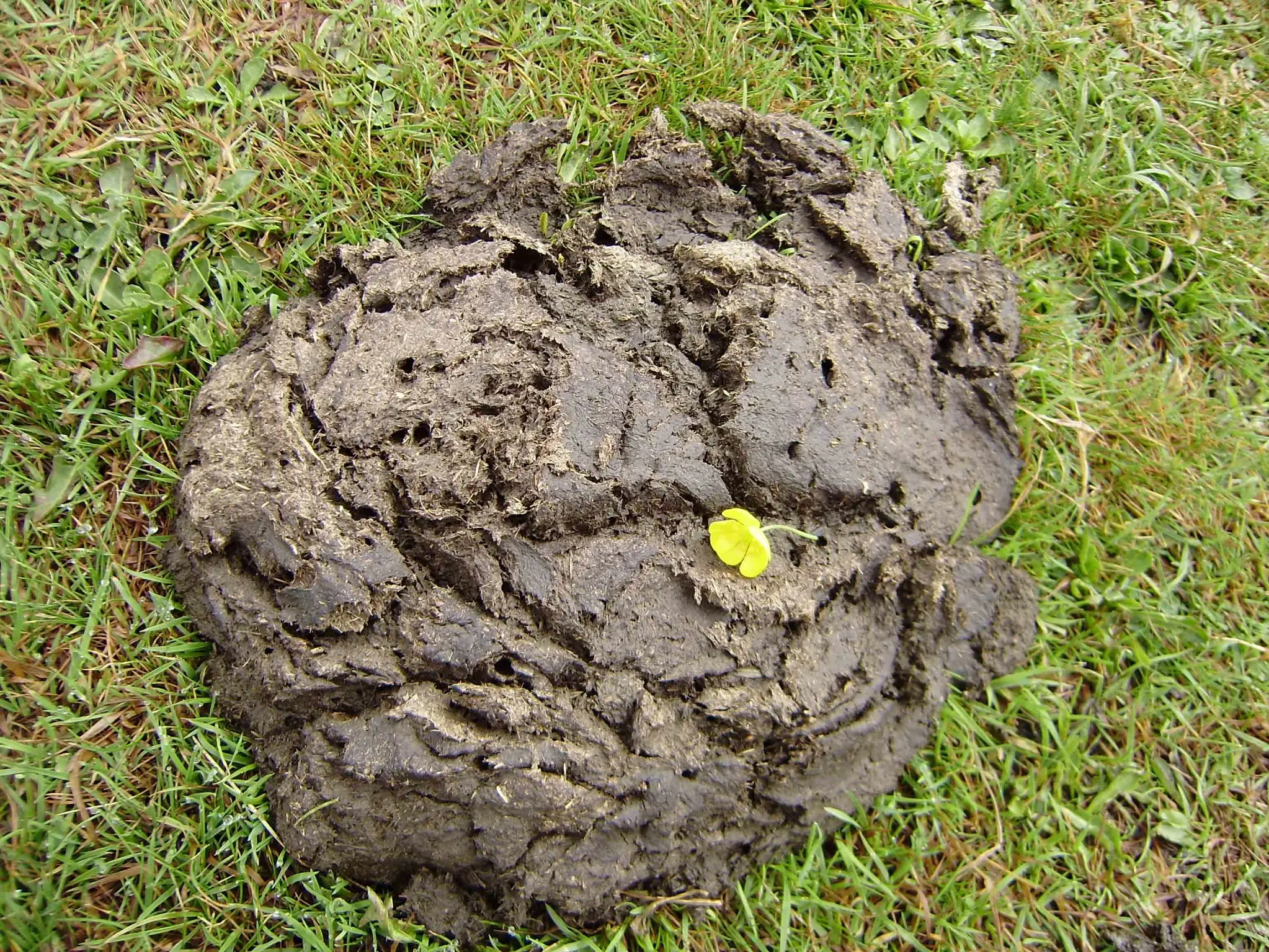 pedazo-de-mierda2.jpg