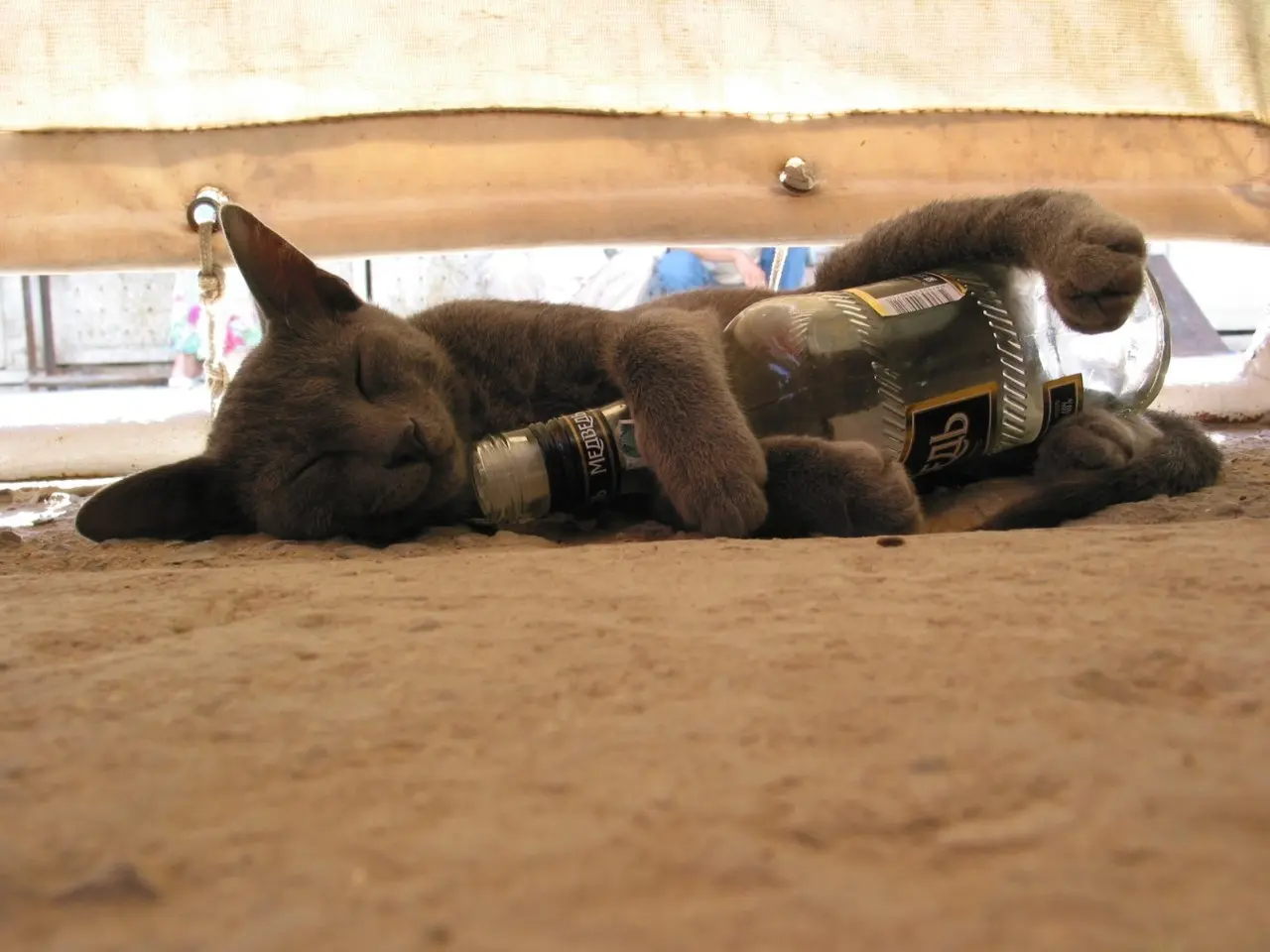 Gato-borracho-3.jpg