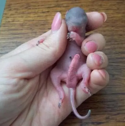 rata+con+pene.jpg
