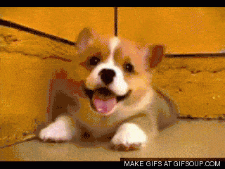 Cute-puppy.gif