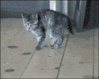 gif-gracioso-gato-andando-de-puntillas-uema-el-suelo.gif