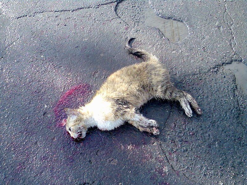 800px-Cruelty_to_animals._Dead_cat.jpg