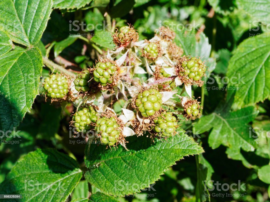 green-blackberries-picture-id898326394